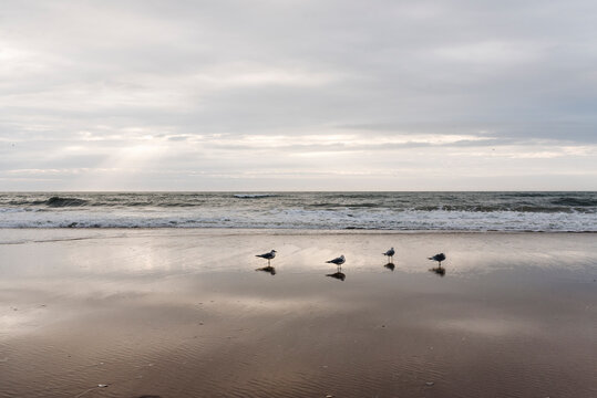 Seagulls take a morning bath on the shore at Topsail Beach, NC
