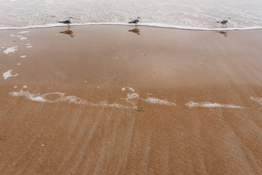 Seagulls wade in the foamy surf at Topsail Beach, NC