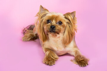 dog Yorkshire Terrier with a fashionable haircut sits on a pink background