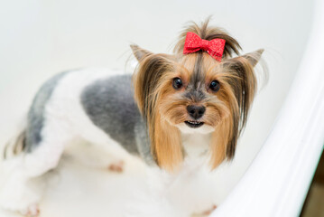 Yorkshire Terrier with a fashionable haircut stands in the bathroom of the grooming salon