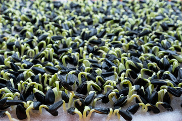 sunflower sprouts. proportioned seeds. healthy raw food, trace elements.