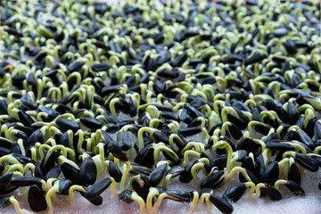 Fototapeta premium sunflower sprouts. proportioned seeds. healthy raw food, trace elements.