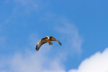 Red-tailed hawk in flight