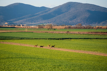 Caprioli in maremma