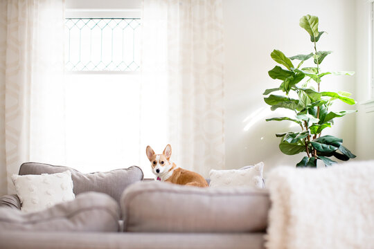 Cute corgi dog laying on couch indoors next to fiddle leaf fig