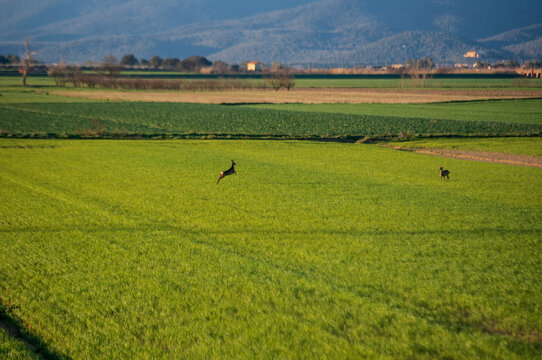 Caprioli in maremma