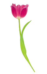 One Red tulip flower  isolated on white background.  Fresh spring flower.