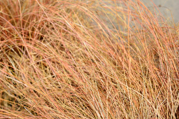 Bronze New Zealand hair sedge