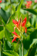 Obraz premium Indian shot