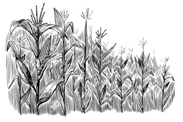 Black corn field sketch in vintage style on white background. Vintage nature illustration. Hand drawn illustration. Nature background vector.