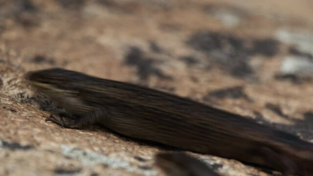 Spotted lizard walking out of the frame. Close Up of Egernia Napoleonis