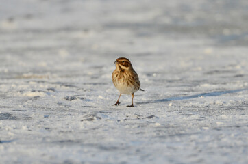 Reed Bunting - Emberiza schoeniclus - Rohrammer