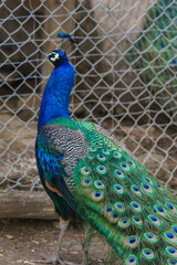 colorful green and blue patterned adult male peacock