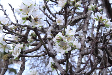 Flor de almendro