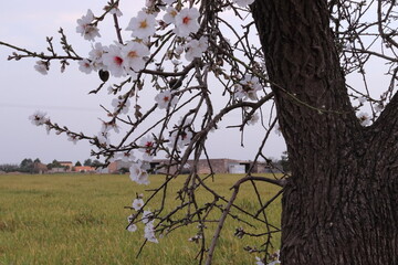 Árbol de almendro con flores