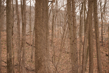 Fototapeta premium New Jersey forest during stick season. Deleware Water Gap National Recreation Area near Columbia, NJ, USA