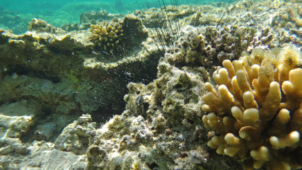 Fototapeta na wymiar Morze Czerwone, ryby, koralowce, nurkowanie, płaszczka, meduza, wakacje, woda słońce, moczarki