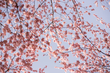 Cherry blossom