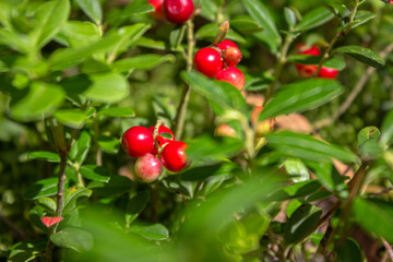 Beautiful juicy lingonberry grows on a sunny meadow in a pine forest.