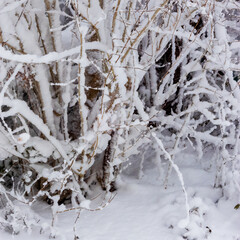 snow covered branches