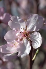 First flowers of the spring. Almond tree flower at Madrid, Spain 02/14/2021