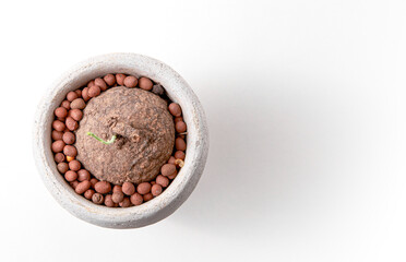 Stephania erecta