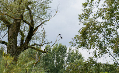 Danube river and its old waters are photographed in Bavaria near Regensburg
