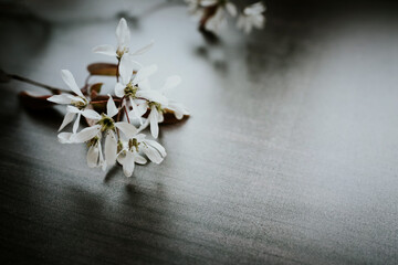 Blossom flat lay on dark background 3