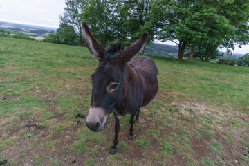 close up of lone brown donkey standing on green pasture with trees in background, Weinfelder Maar, Germany