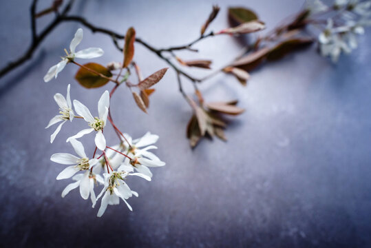 Blossom flat lay on blue background 4