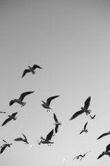 birds in flight