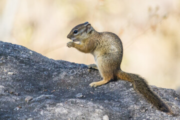 Naklejka na ściany i meble African squirrel sitting up on a rock eating and holding food in his hands in Hwange National Park, Zimbabwe with blurred background