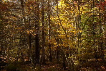 Fall forest scene, Pocono Mountains, Pennsylvania, USA