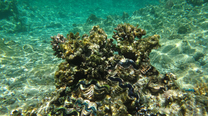 Morze Czerwone, ryby, koralowce, nurkowanie, płaszczka, meduza, wakacje, woda słońce, moczarki