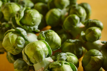 brussels sprouts on the stalk