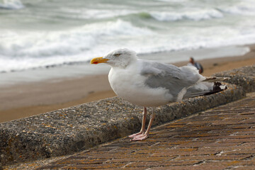 Ocean waves in the background of a seagull portrait