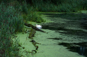 The Danube and its old waters are photographed in Bavaria near Regensburg