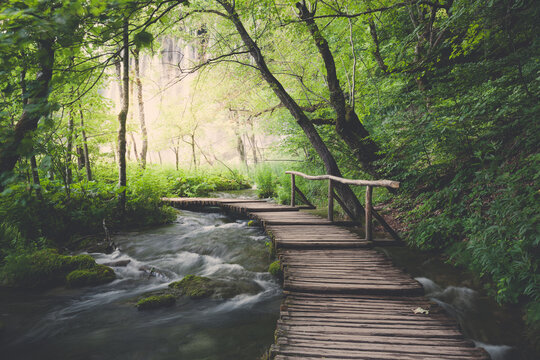 Wooden path across the river in green summer forest