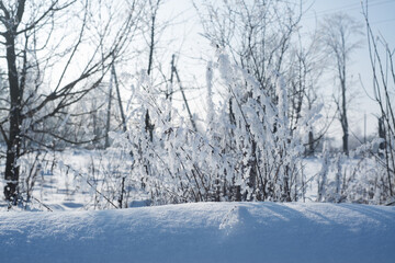 Fototapeta premium Winter. Season. Snow. Sun. Cold. Ice.