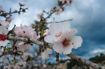 Close up of white and pink almond blossom, Costa Blanca, Spain