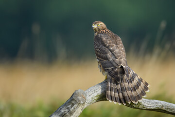 A predator waiting for its prey, Northern Goshawk
