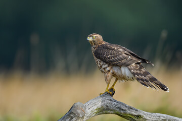 A predator waiting for its prey, Northern Goshawk