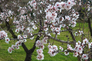 Fragile white and pink almond blossom agains green field