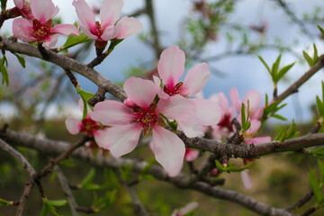 Close up of white and pink almond blossom, Costa Blanca, Spain