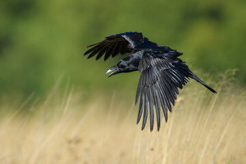 In flight, Common Raven