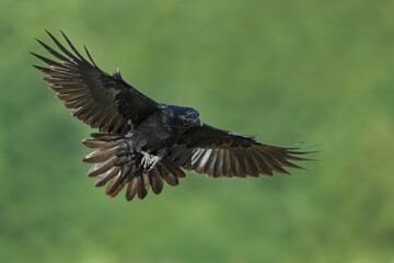 In flight, Common Raven