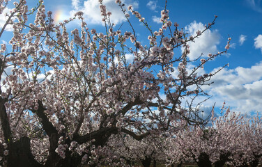 Pink and white almond blossom against a dark blue sky, Costa Blanca, Spain