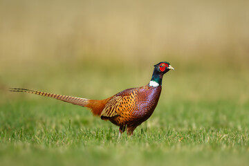 Early morning walk in the meadow, Common Pheasant