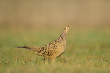 Early morning walk in the meadow, Common Pheasant