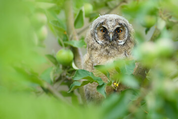 Owl on the tree in the spring season, Long-eared Owl